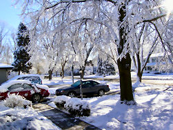 Thanksgiving snow!